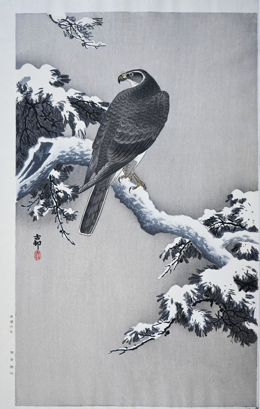 Goshawk on a Snow-covered Pine Branch