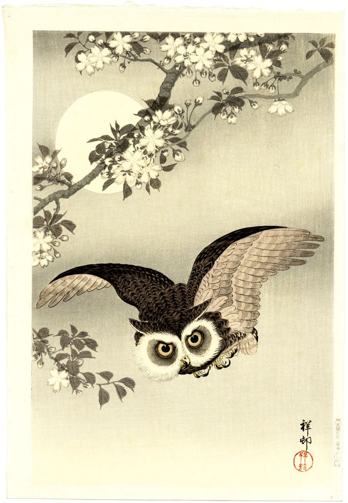 Scops Owl Flying Under Cherry Blossoms