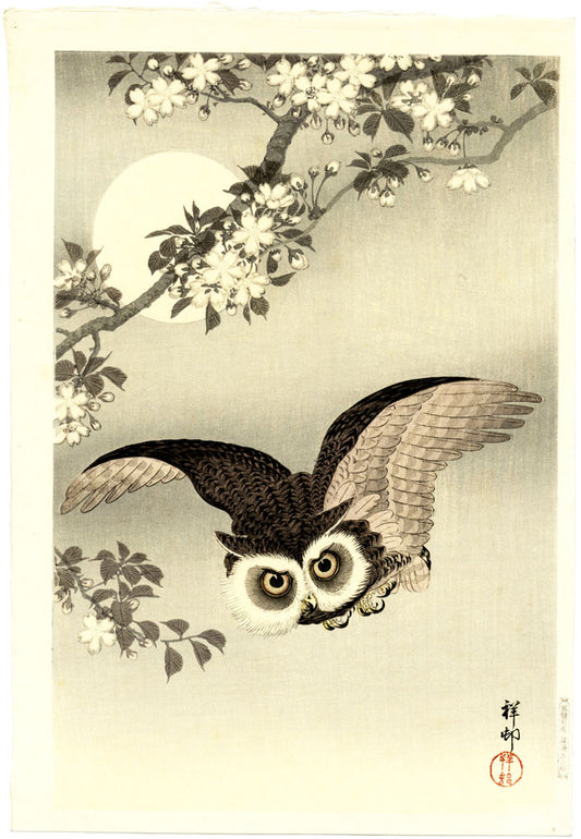 Scops Owl Flying Under Cherry Blossoms