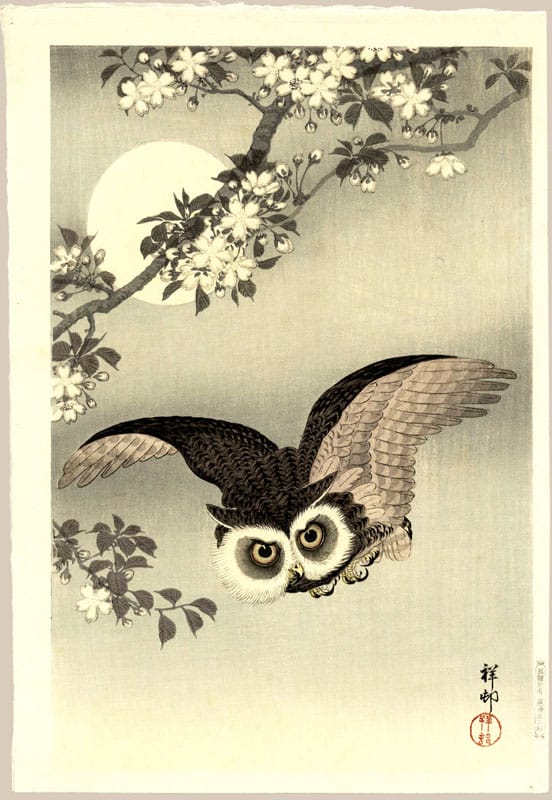 "Scops Owl Under Cherry Blossoms and Full Moon" by Shoson