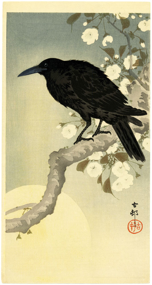 A Jungle Crow on Cherry Branch